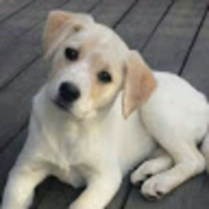 Meet your Posher, Harvey